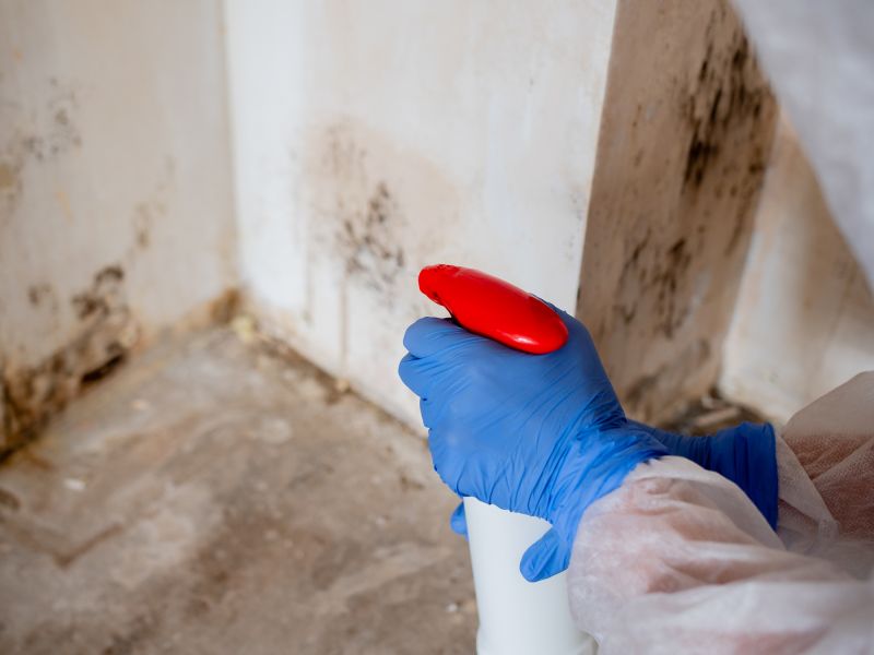 Mold Mitigation Service detail